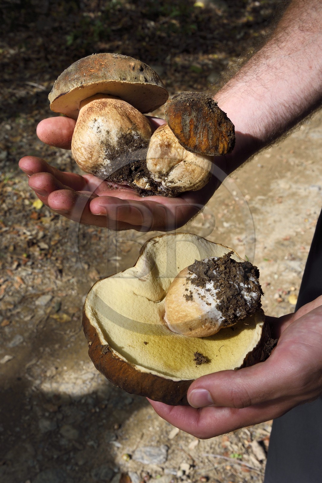France, Var (83), Massif des Maures, Collobrières, cèpes fraichement cueillis