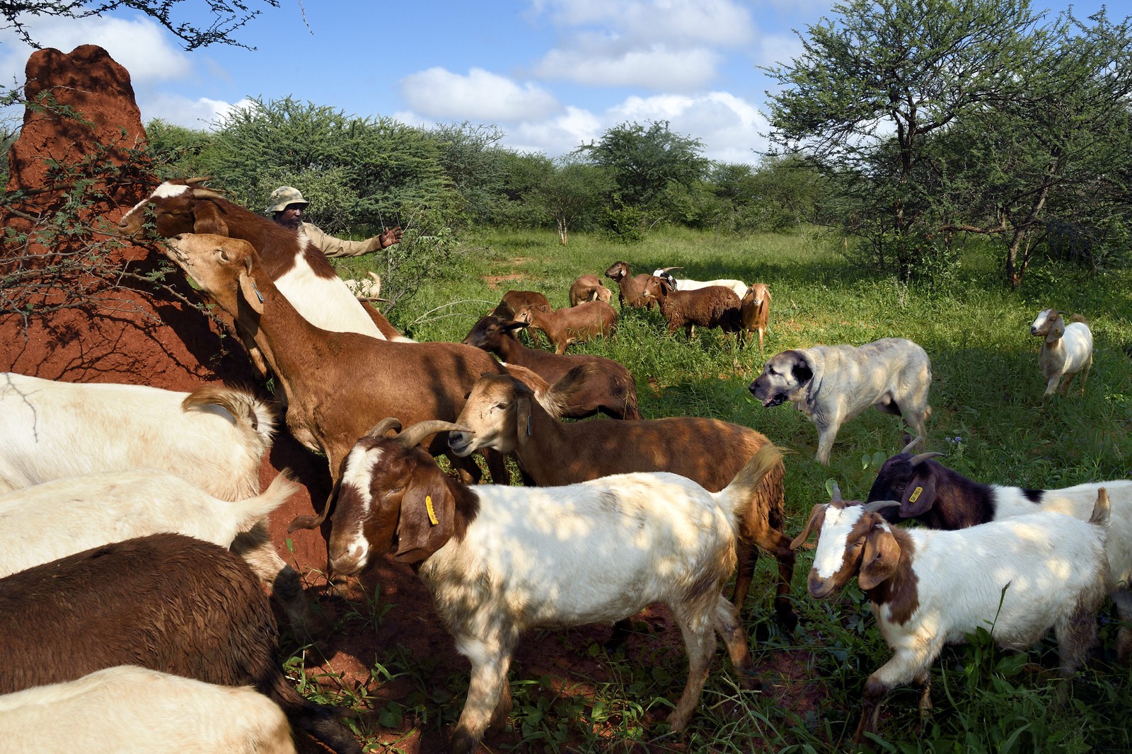 Namibie, Otjiwarongo, Cheetah Conservation Fund, centre de recherche et d'éducation, le Livestock Guarding Dog Program (programme chien de garde du bétail) du CCF a été très efficace pour réduire les taux de prédation et ainsi aussi l'inclinaison des agriculteurs à piéger ou tirer sur des guépards, chien Berger d'Anatolie aussi connu sous le nom de Kangal surveillant un troupeau de chèvres Boer et de moutons Damara