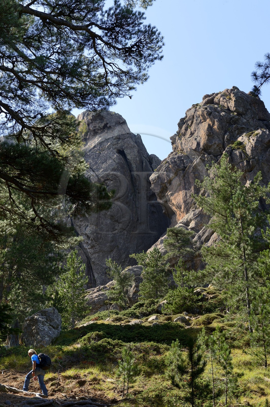 France, Corse-du-Sud (2A), Alta Rocca, randonnée dans le massif de Bavella au Punta Velacu