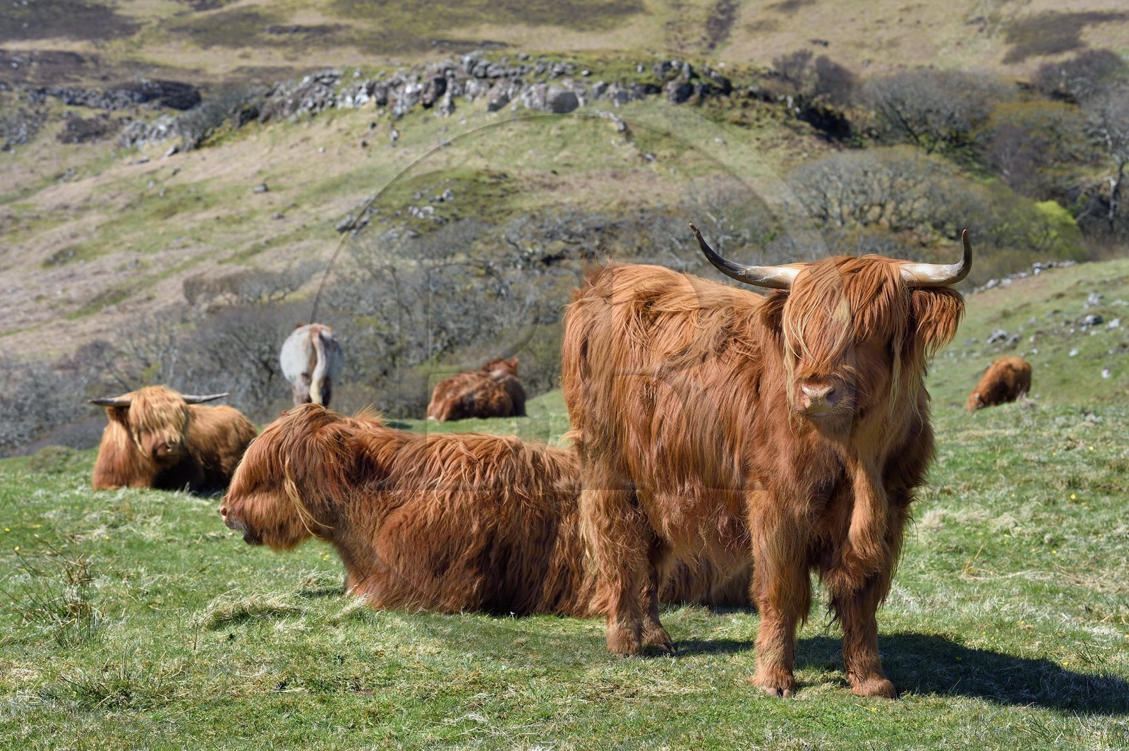 Royaume-Uni, Ecosse, Highland, Hébrides intérieures, Ile de Mull, vaches de race Highland