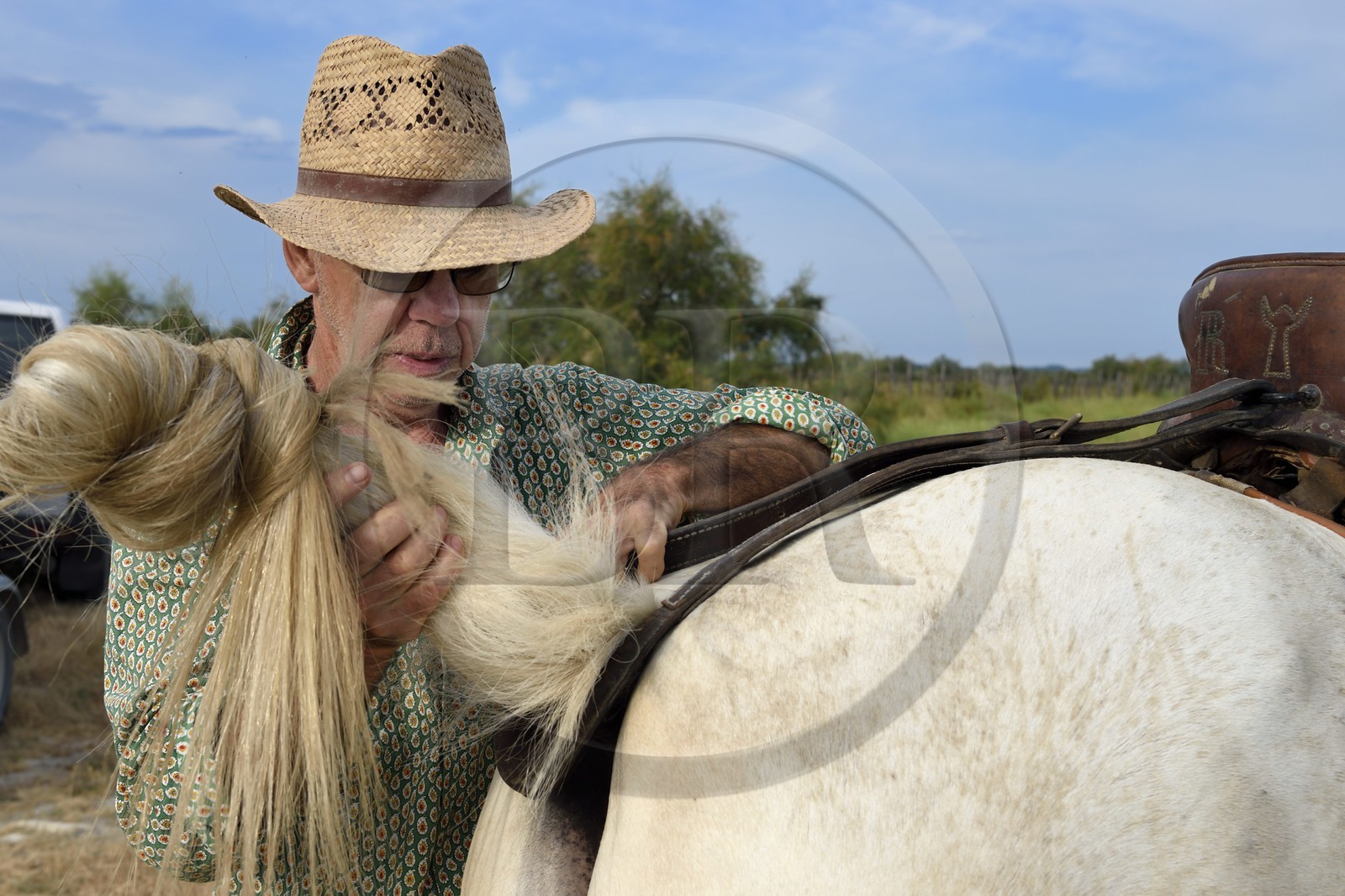 France, Bouches du Rhone, Parc naturel regional de Camargue (Regional Natural Park of Camargue), manade Jacques Mailhan, the gardian Jean Marie Londez harnessing his horse