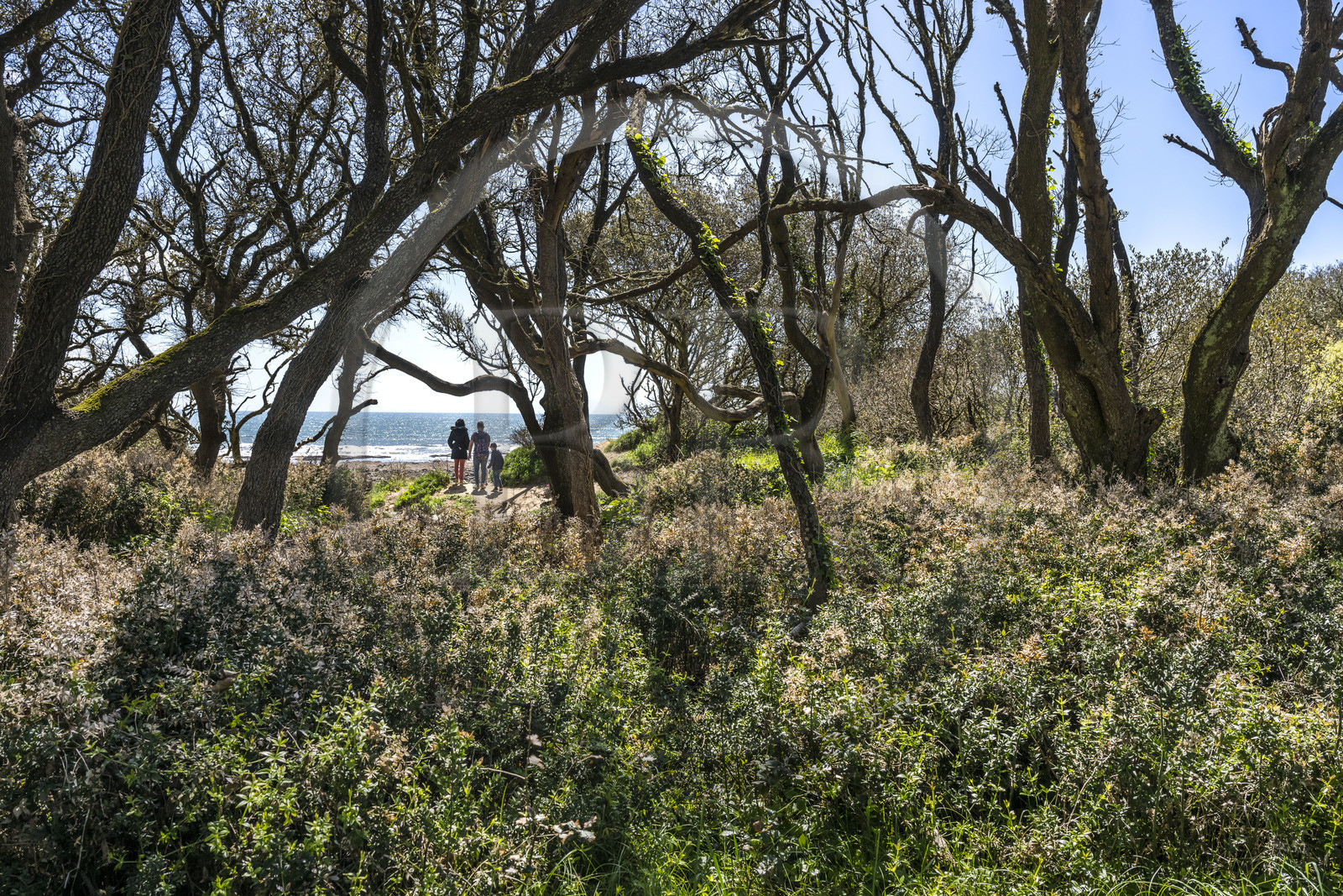 France, Vendée (85), Jard-sur-Mer, la Pointe du Payré, forêt de chênes verts