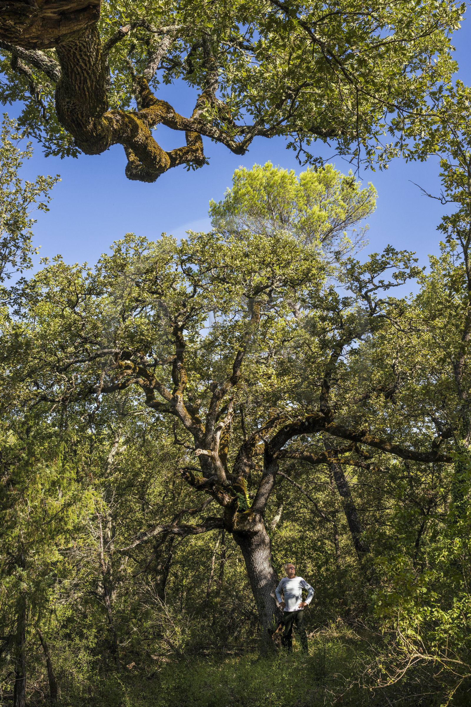 France, Var (83), Provence Verte, Bras, Académie du Bain de Forêt Provençale, forêt du domaine Le Peyrourier - une campagne en Provence