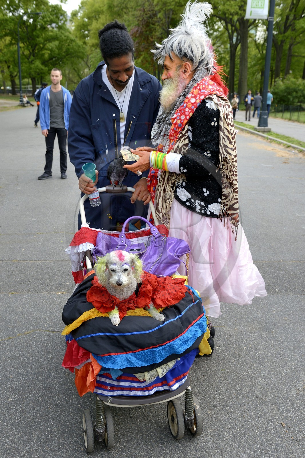 United States, New York City, Manhattan, Central Park, original man disguised as a woman with parrot and grimed dog in a stroller