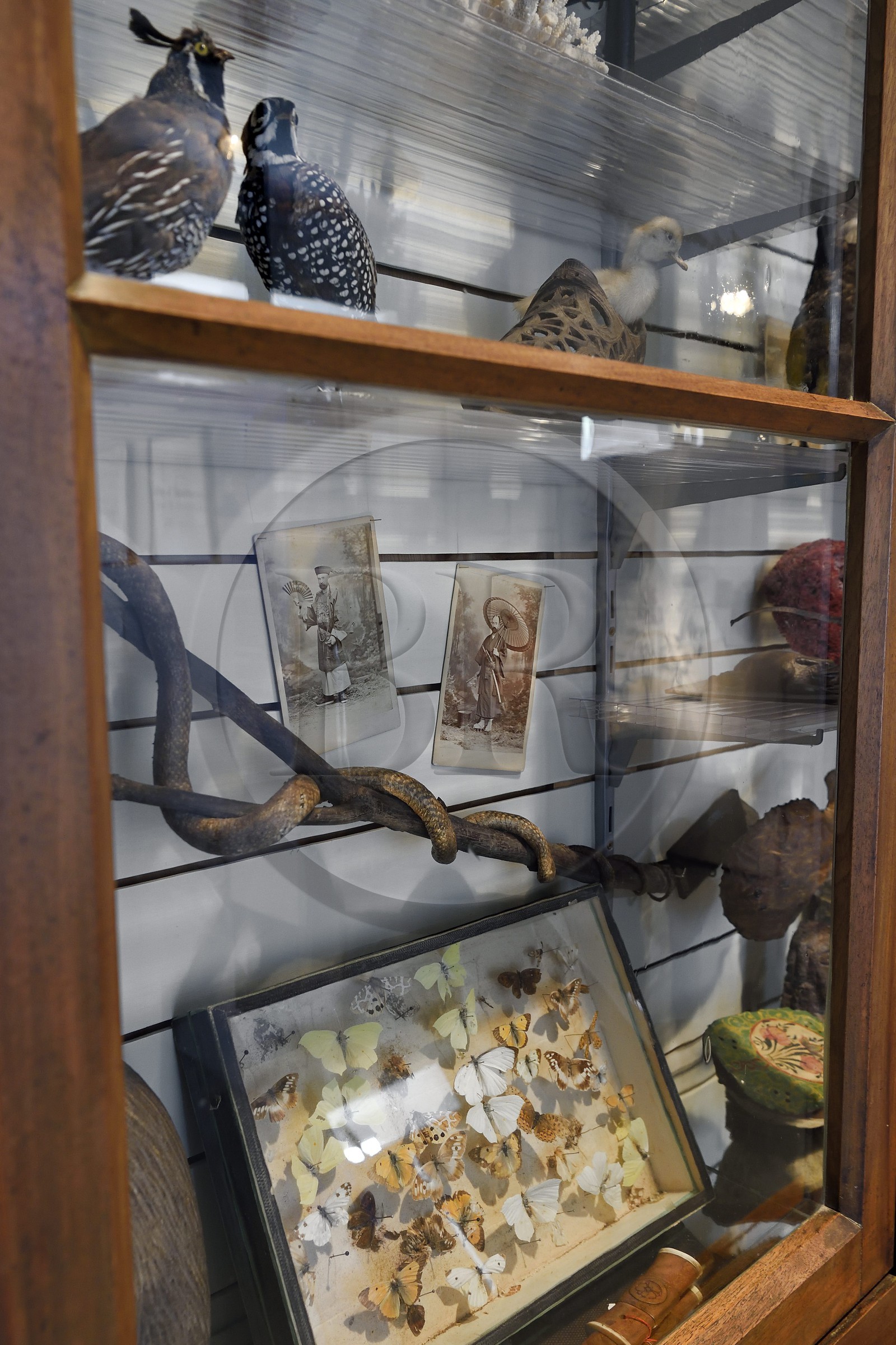 France, Alpes-de-Haute-Provence (04), vallée de l'Ubaye, Barcelonnette, villa mexicaine connue sous le nom de Villa Sapinière, Musée de la vallée, extrait de la collection du barcelonnette, industriel et grand voyageur mais aussi naturaliste, collectionneur, chroniqueur, Emile Chabrand