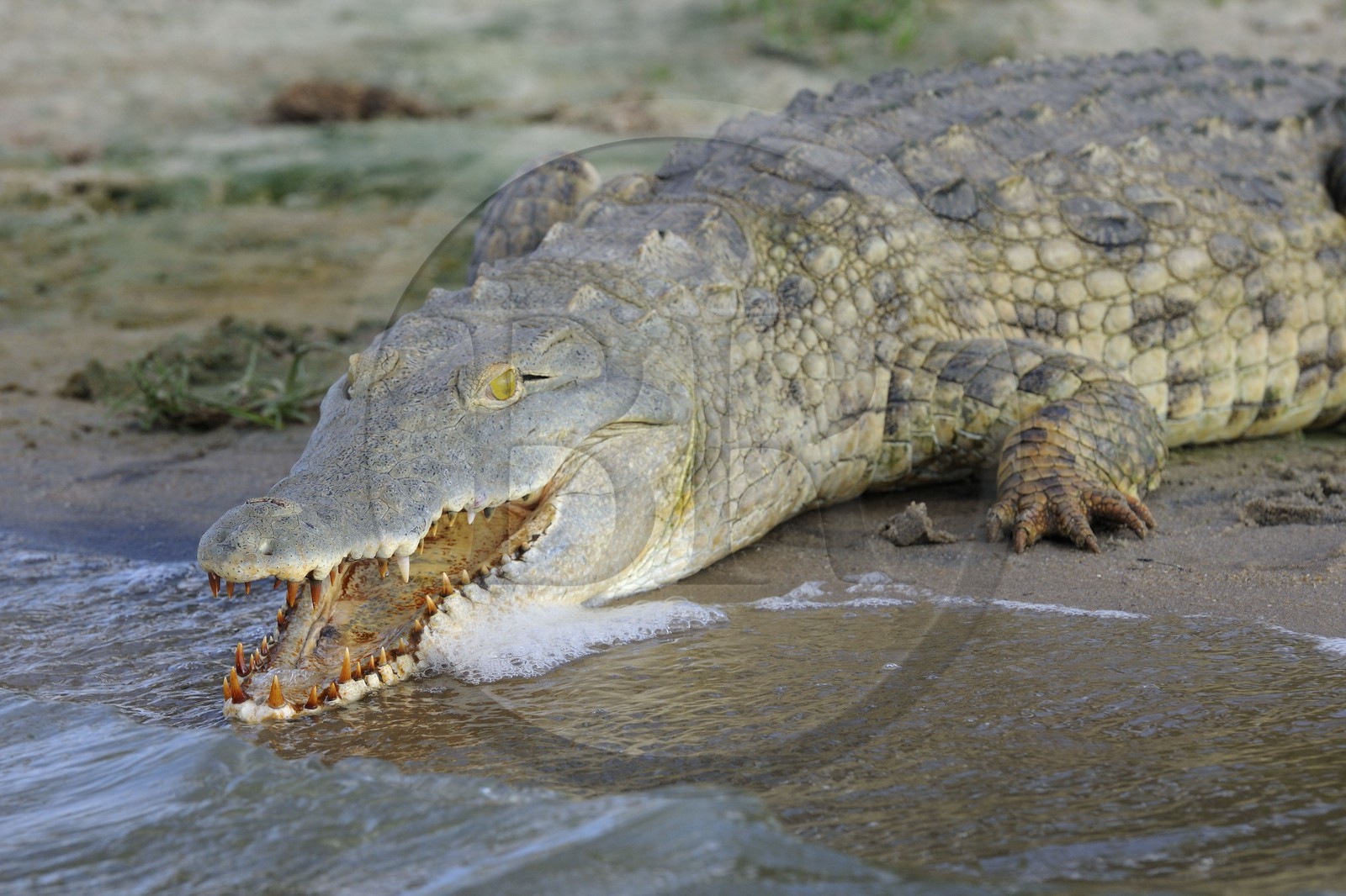 Tanzanie, Reserve de gibier de Selous une des plus grandes zones protégées au monde et inscrite sur la liste du patrimoine mondial de l’Unesco depuis 1982, crocodile du Nil (Crocodylus niloticus) sur le lac Nzerakera formé par la rivière Rufiji