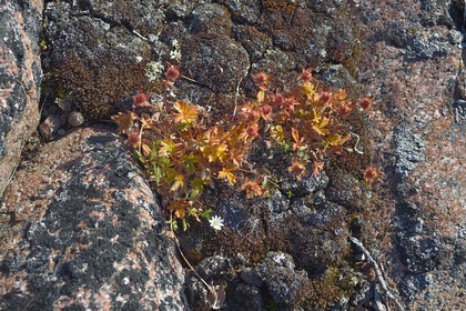 Groenland, cote Nord-Ouest, Smith sound au nord de la baie de Baffin, Inglefield Land, site de Etah dans le Foulke fjord, pendant la courte période annuelle de floraison les plantes sont très colorées pour attirer les insectes pollinisateurs