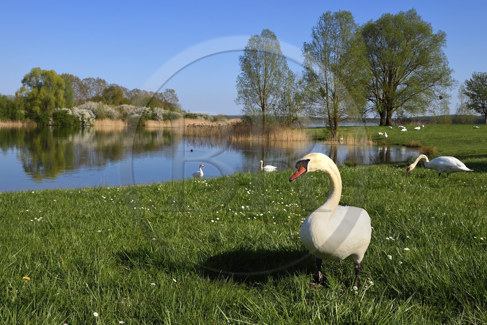 France, Meuse (55), Parc régional de Lorraine, Cotes de Meuse, Heudicourt-sous-les-Côtes, cygnes sur le lac de la Madine