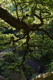 France, Finistere, Parc Naturel Regional d'Armorique (Armorique Natural Regional Park), Huelgoat, granitic chaos of the Huelgoat forest, oak