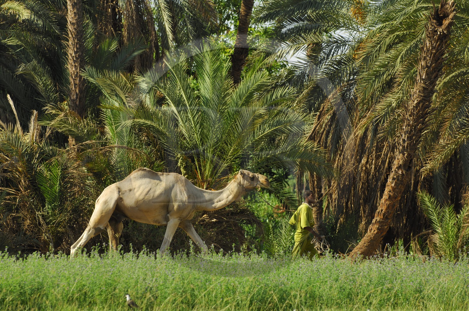 Egypte, Haute Egypte, Nubie, vallée du Nil, Assouan, la rive ouest, campagne nubienne, jeune garcon et son dromadaire