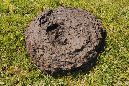 France, Cantal (15), bousier insecte coléoptère coprophage dans un bouse de vache salers