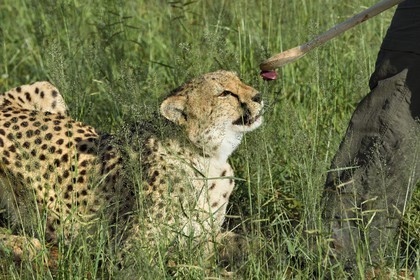 Namibie, Otjiwarongo, Cheetah Conservation Fund, centre de recherche et d'éducation, guépard (Acinonyx jubatus), récompense donnée en échange du leurre que le guépard a chassé, l'exercice a pour but de le garder en forme