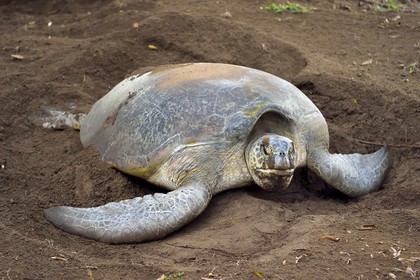 France, Ile de Mayotte, Grande-Terre, Kani-Keli, plage de N’Gouja, le Jardin Maoré, tortue (de mer) verte (Chelonia mydas) recouvrant de sable ses oeufs après la ponte