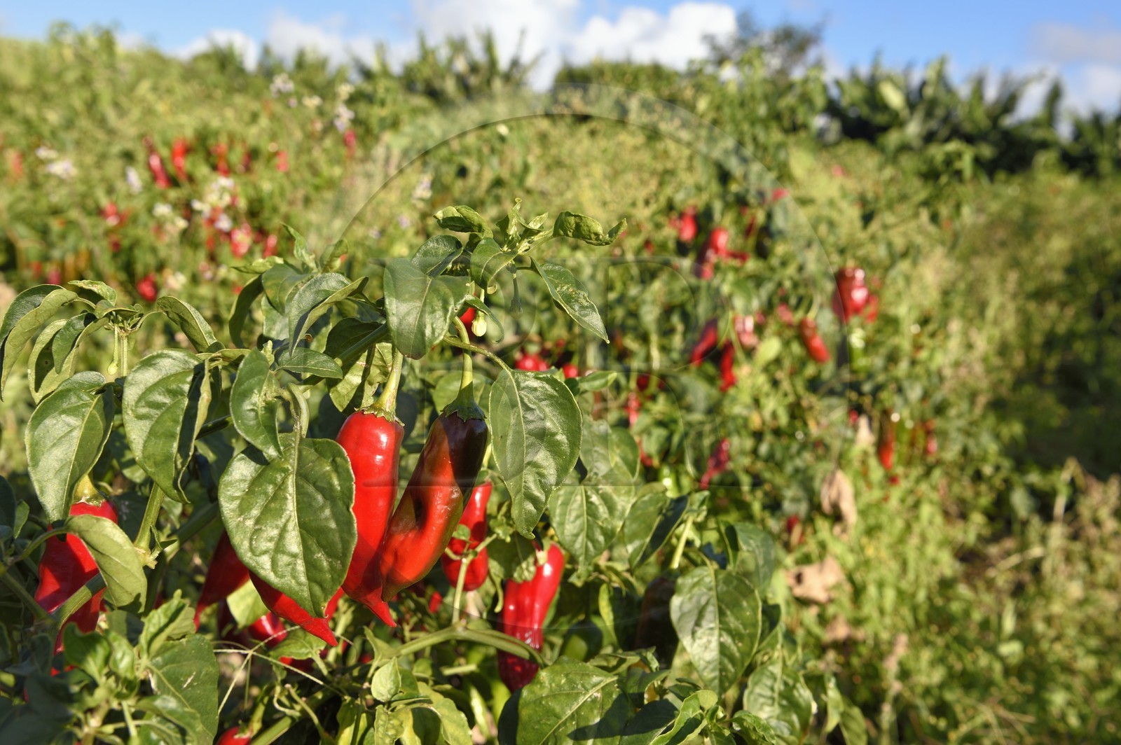 France, Ile de la Reunion, côte sud, Petite-Ile, culture du piment rouge de la Réunion