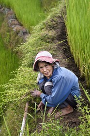 Philippines, province d'Ifugao, les rizières en terrasses de Banaue autour du village de Cambulo, classées Patrimoine Mondial de l'UNESCO, vieille femme désherbant sa parcelle