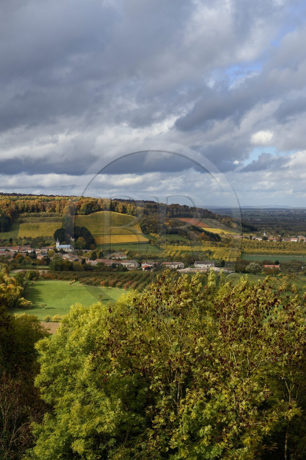 France, Meuse (55), Parc régional de Lorraine, Cotes de Meuse, le village de Viéville-sous-les-Côtes au pied d'un vignoble