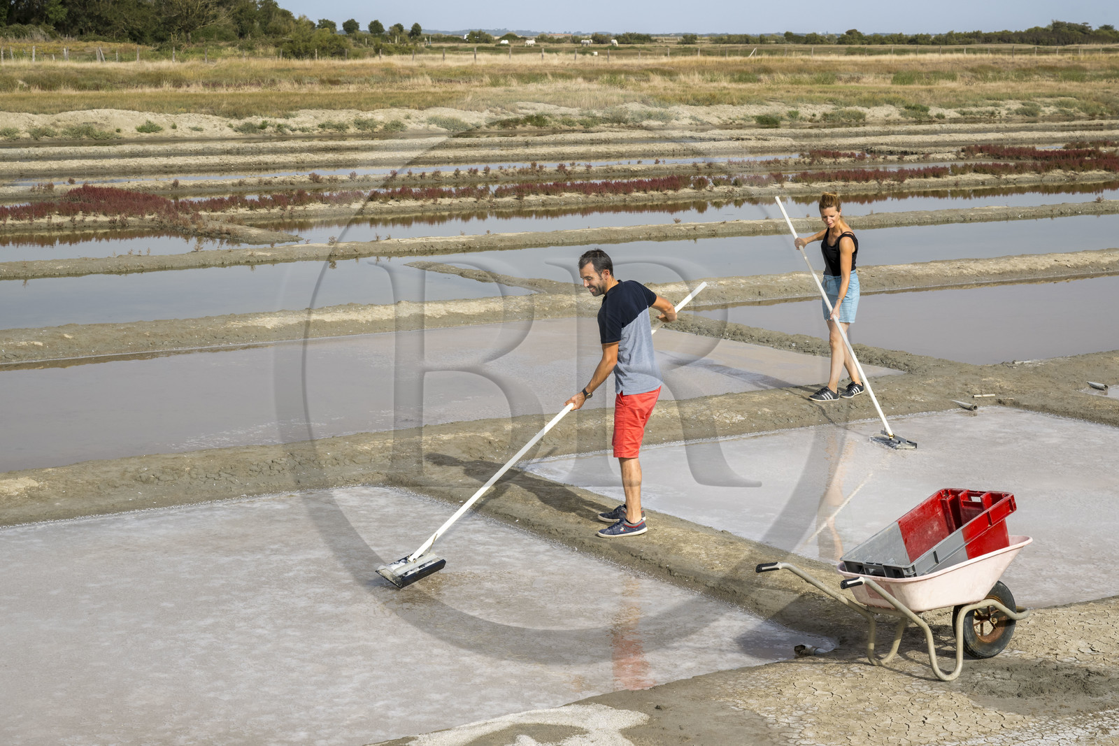 France, Charente-Maritime (17), Port-des-Barques, Ile Madame, la Ferme Aquacole de l'Ile Madame, Jean Philippe et Gaelle Mineau récoltent le sel de leur saline