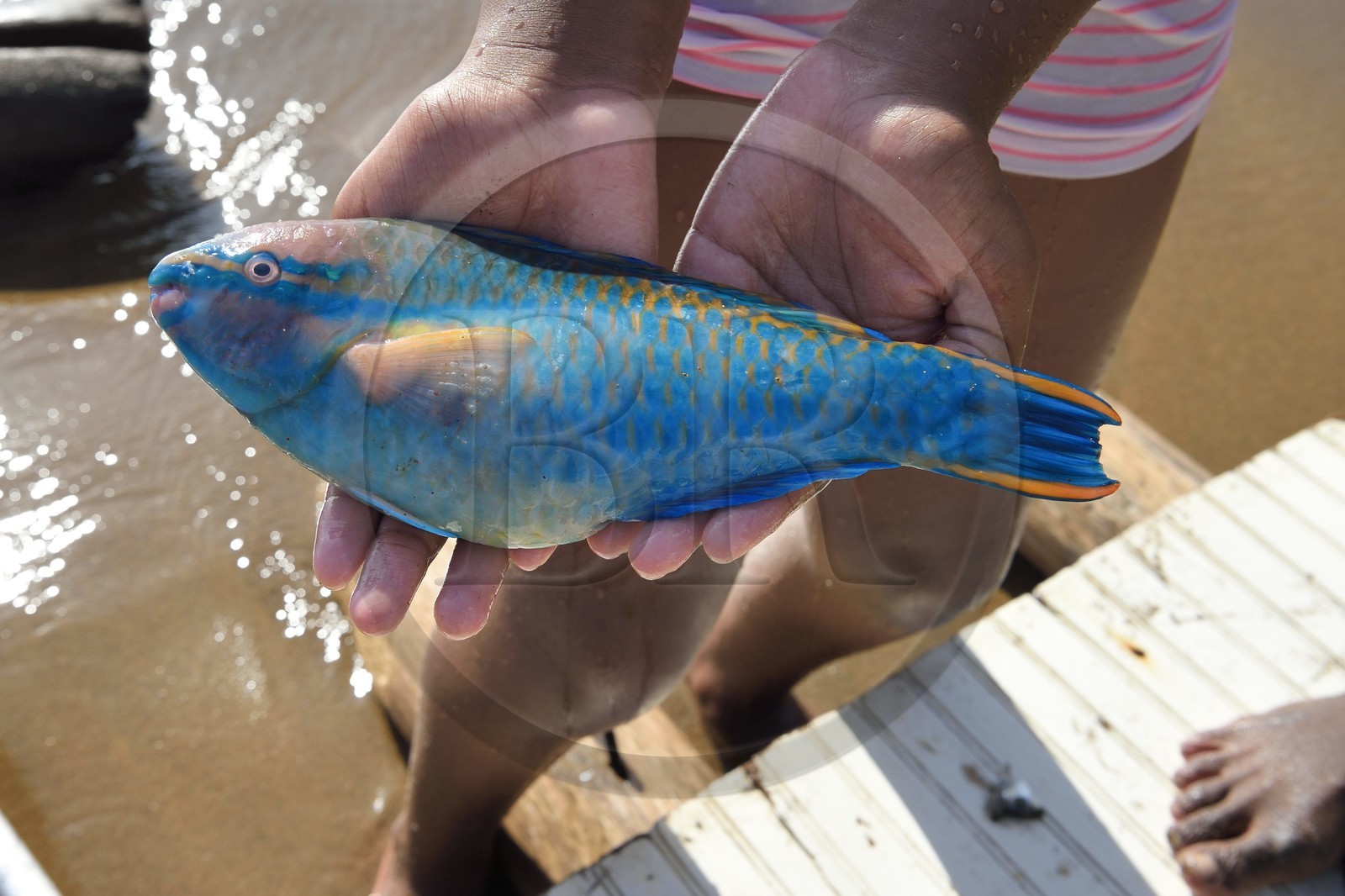 Caraïbes, Ile de la Dominique, baie de Soufrière, jeune fille tenant un poissons-perroquets (Scaridae) sur la plage de Soufrière