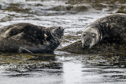 France, Finistère, Penmarch, Étocs archipelago, gray seal (halichoerus grypus)