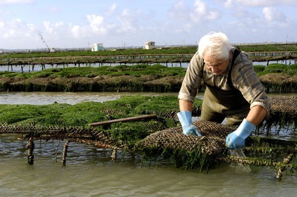 France, Charente-Maritime (17), le bassin Marrennes-Oléron au large de l'Ile d'Oléron, l'ostréiculteur André Massé dans un de ses parcs à huîtres