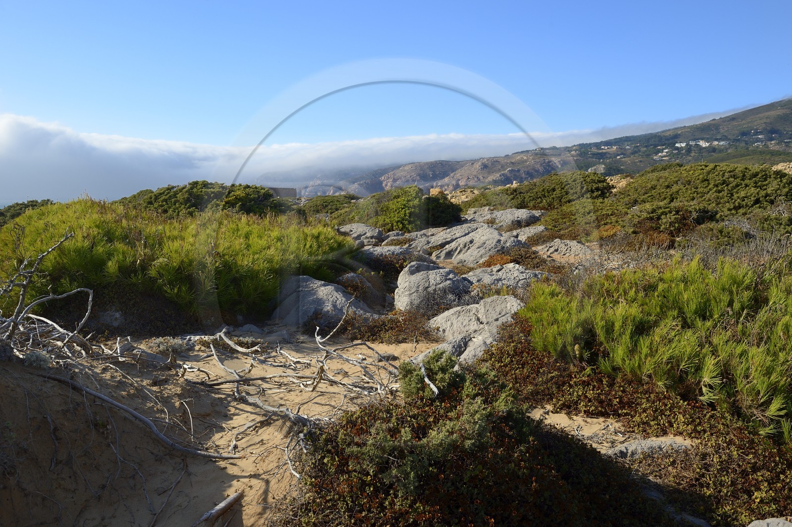 Portugal, région de Lisbonne, Cascais, végétation autour du fort de Abano au nord de la plage de Guincho sur la côte d'Estoril