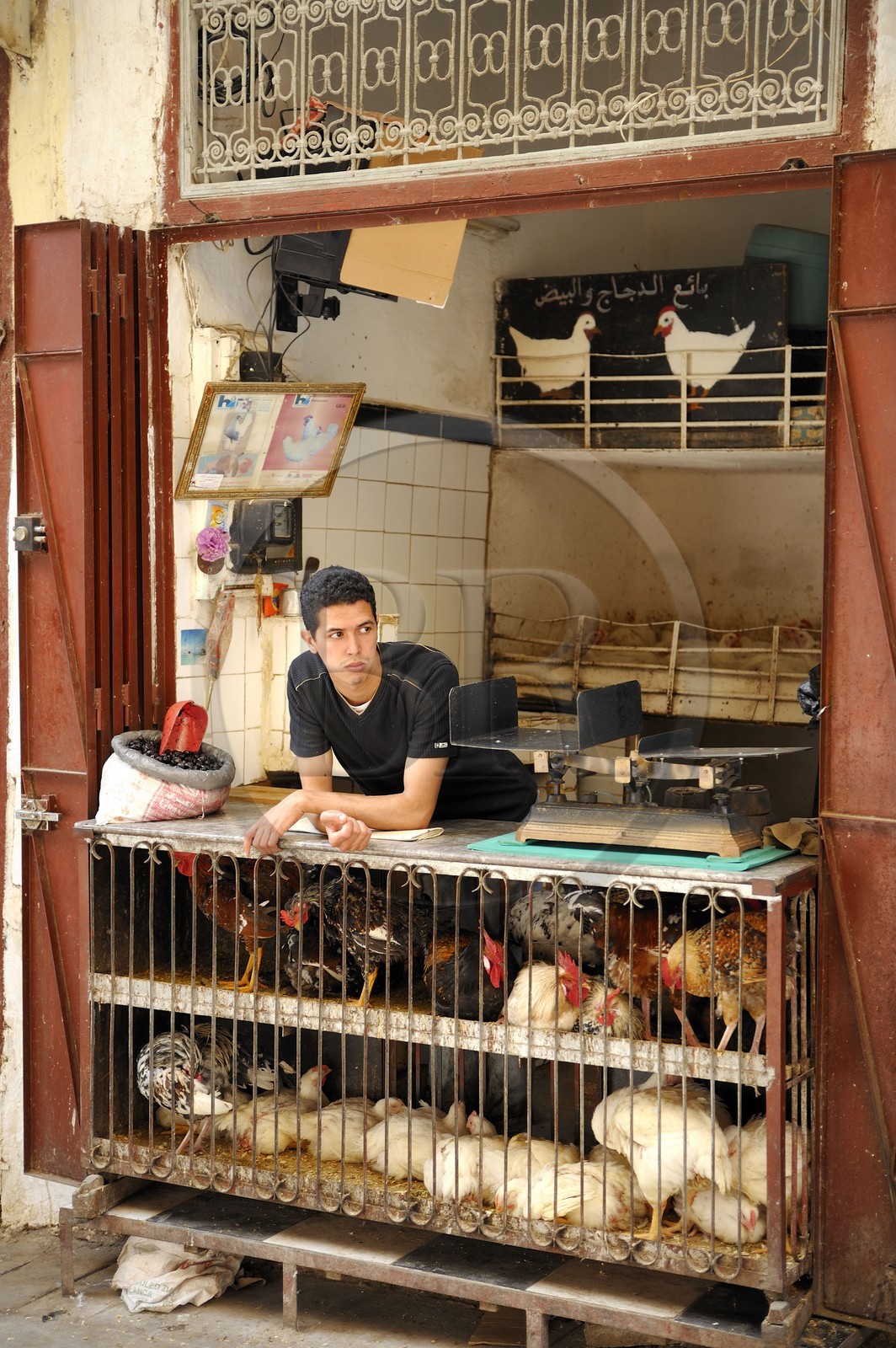 Maroc, Moyen Atlas, Fès, ville impériale, médina classée Patrimoine Mondial de l'UNESCO, Fès el Bali, vendeur de poules et de coqs vivants dans son échope