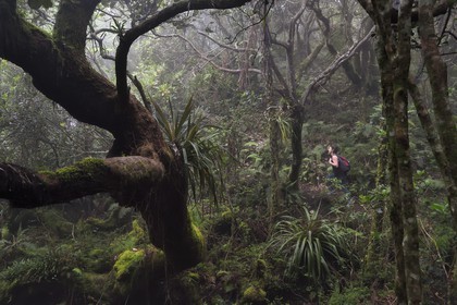 France, Ile de la Reunion, Le Tampon, forêt de Notre-Dame de la Paix en bordure de la Riviere des Remparts sur les pentes du volcan du Piton de la Fournaise