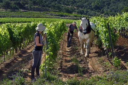 France, Var (83), Presqu'Ile de Saint-Tropez, Gassin, domaine de la Rouillère, Jean-Louis et Christine Calla décavaillonnent une parcelle de vigne avec leur jument percheronne et une charrue
