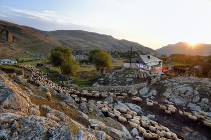 Azerbaijan, Quba (Guba) region, Greater Caucasus mountain range, village of Giriz at dawn, departure of sheep for the meadows