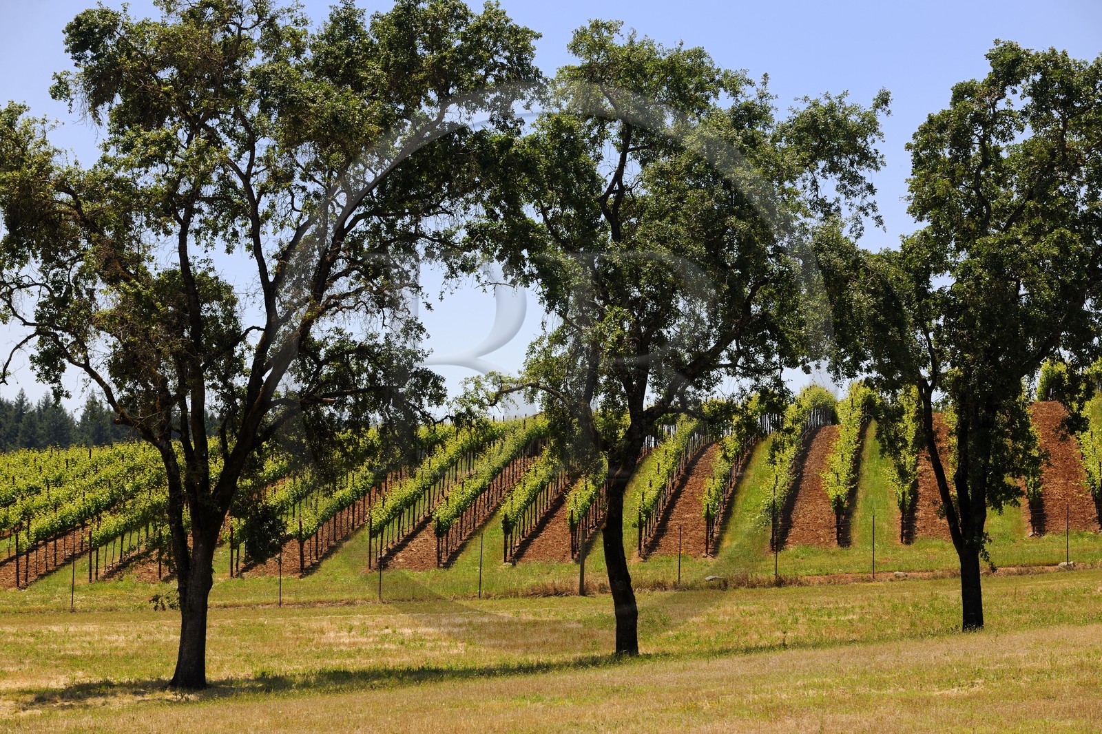 Etats-Unis, Californie, Sonoma County, le vignoble de la propriété Arista