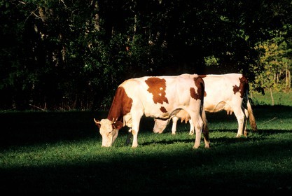 France, Doubs, Monbeliard cows