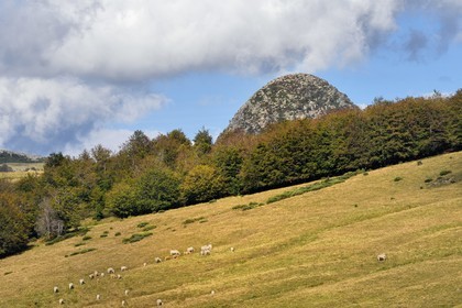 France, Ardèche (07), parc naturel régional des Monts d'Ardèche, Massif du Mézenc, troupeau de vaches dans un pré devant le Mont Gerbier-de-Jonc (suc de 1551 m) où la Loire trouve sa source