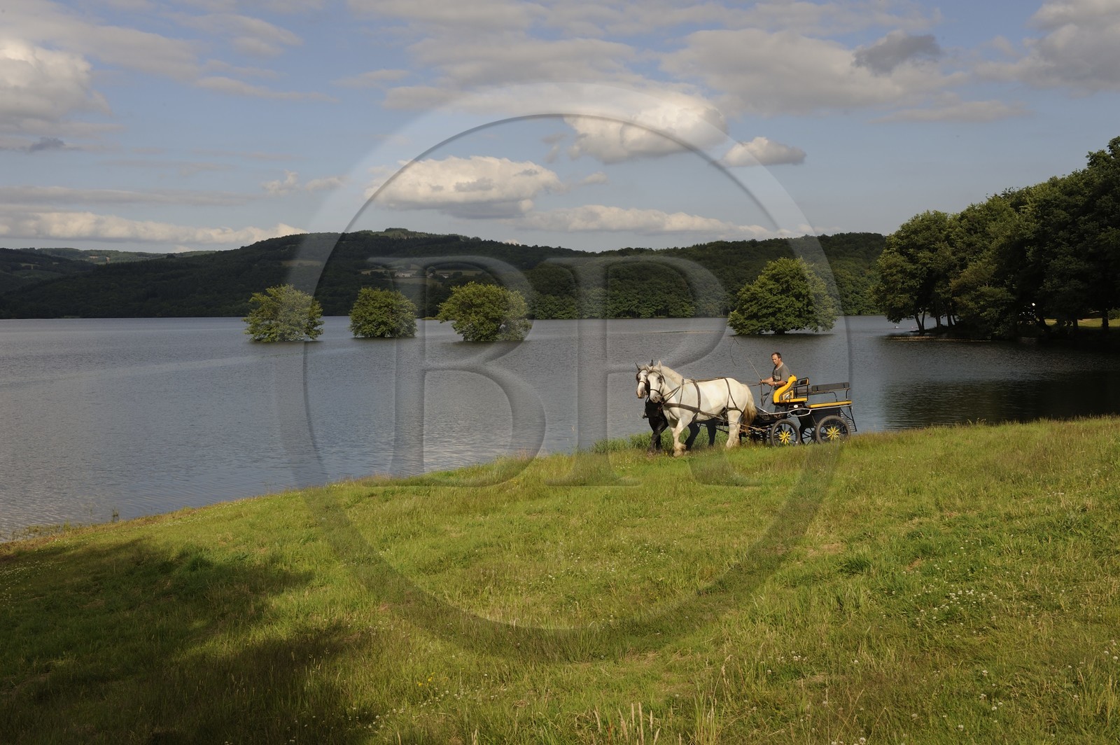 France, Nièvre (58), lac de Pannecière, Alain Perruchot agriculteur et éleveur de chevaux au commande de son attelage
