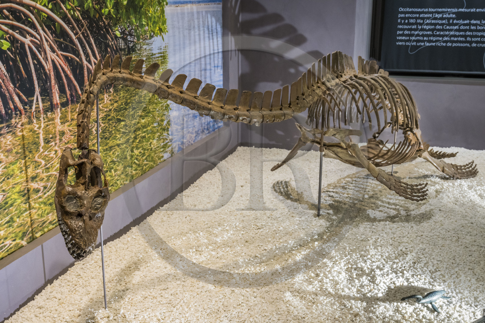 France, Aveyron (12), Millau, musée de Millau et des Grands Causses installé dans l'Hotel de Pegayrolles, reconstitution du occitanosaurus tournemirensis, Elasmosaure de Tournemire