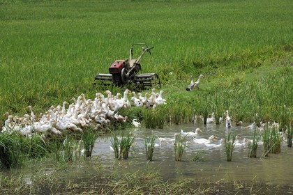 Vietnam, Ninh Binh province, ducks in a ricefield