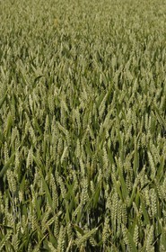 France, Indre-et-Loire (37), Vallée de la Loire classée Patrimoine Mondial de l' UNESCO,  Seuilly, La Devinière, maison de François Rabelais
