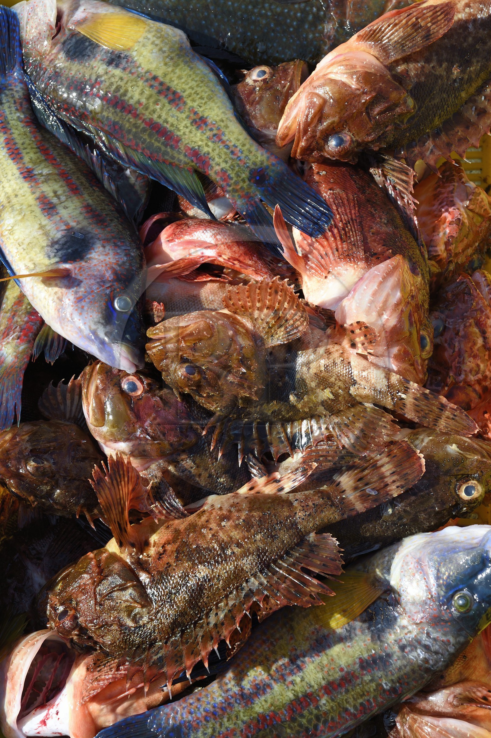 France, Bouches du Rhone, Marseille, Endoume district, Vallon des Auffes, back from fishing, fish for bouillabaisse
