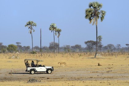 Zimbabwe, province de Matabeleland septentrional, parc national Hwange, touristes en 4x4 observant un groupe de lions (Panthera leo)