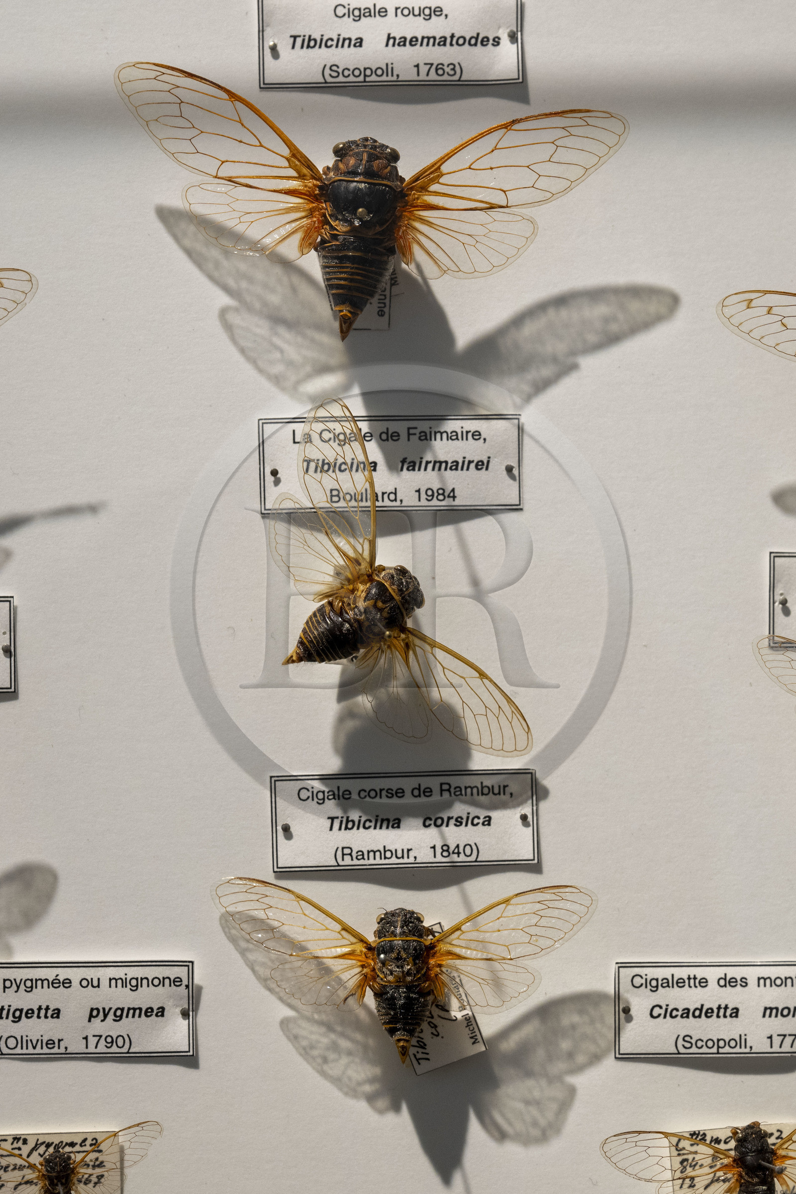 France, Bouches-du-Rhône (13), Parc Naturel Régional des Alpilles, Saint-Rémy-de-Provence, musée des Alpilles, tableau reprenant les principales espèces des cigales de France (détail)