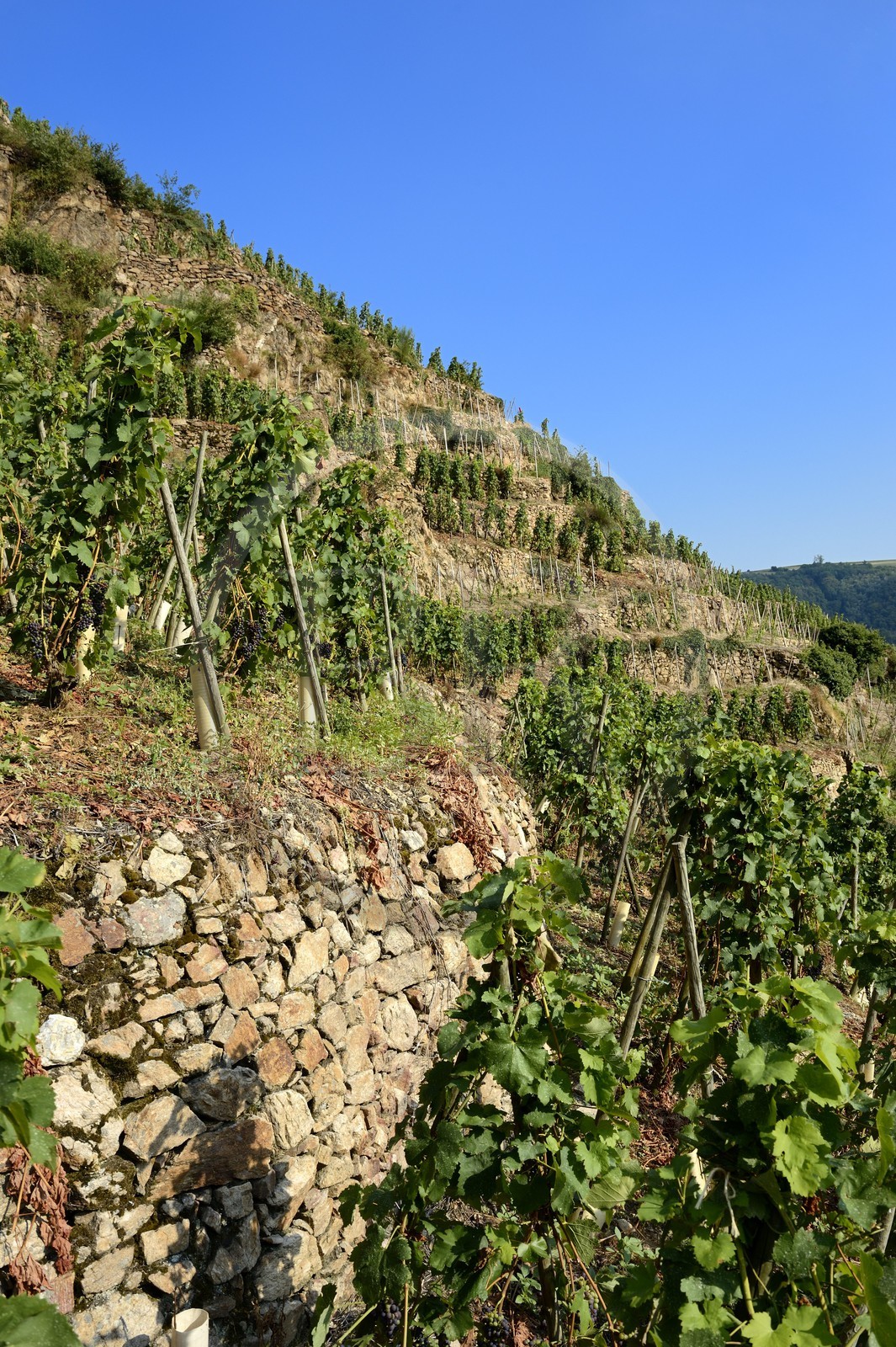 France, Rhône (69), Parc Naturel Régional du Pilat, Ampuis, vignoble AOC Côte Rôtie du domaine de Gilles Barge, vignes sur échalas et coteaux organisés en terrasses soutenues par des murets de pierres sèches appelés chaillées