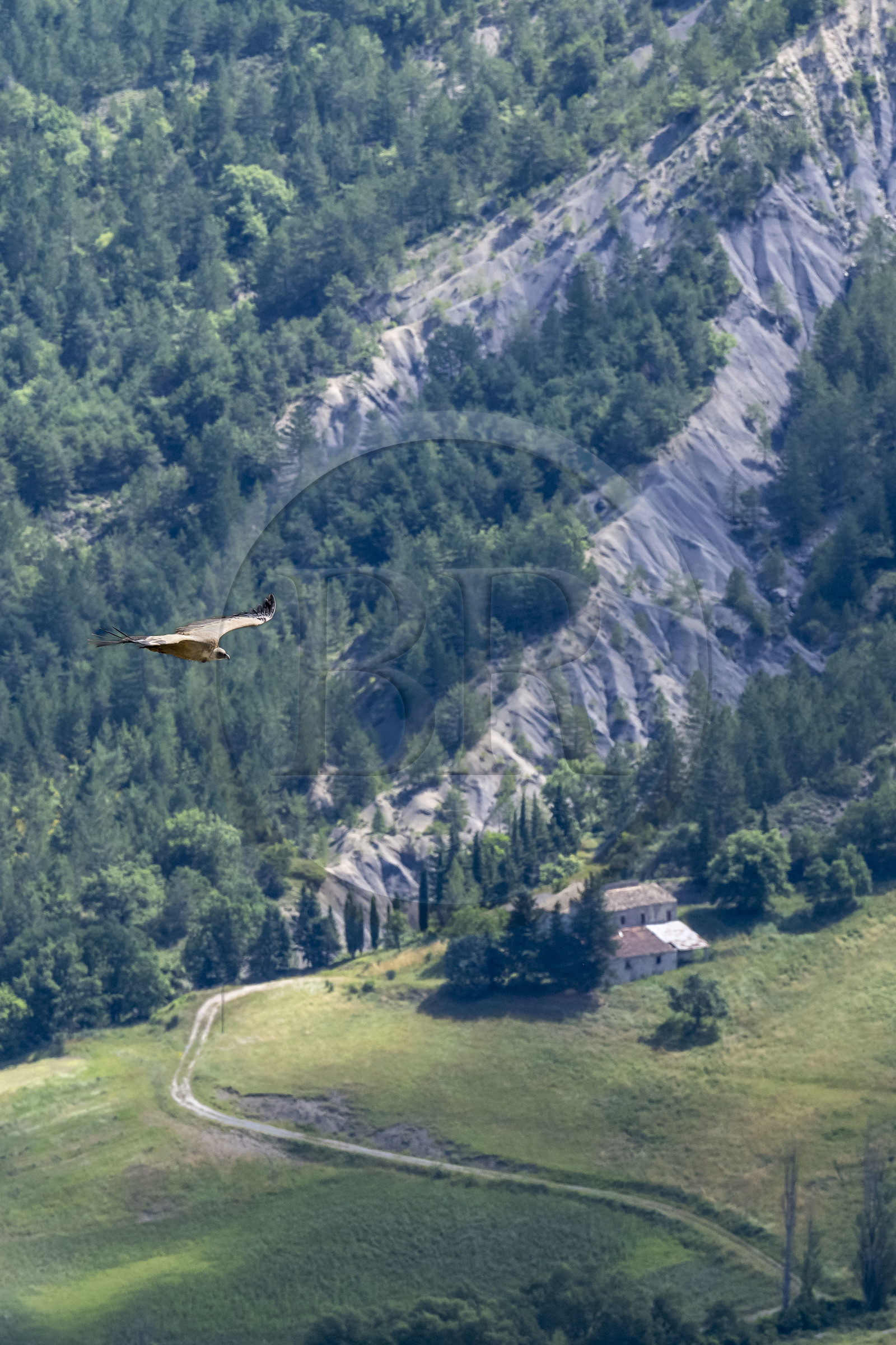 France, Drôme (26), parc naturel régional des Baronnies provençales, Rémuzat, plateau Saint-Laurent, vol d'un vautour fauve (Gyps fulvus) au dessus de la vallée de l'Oule