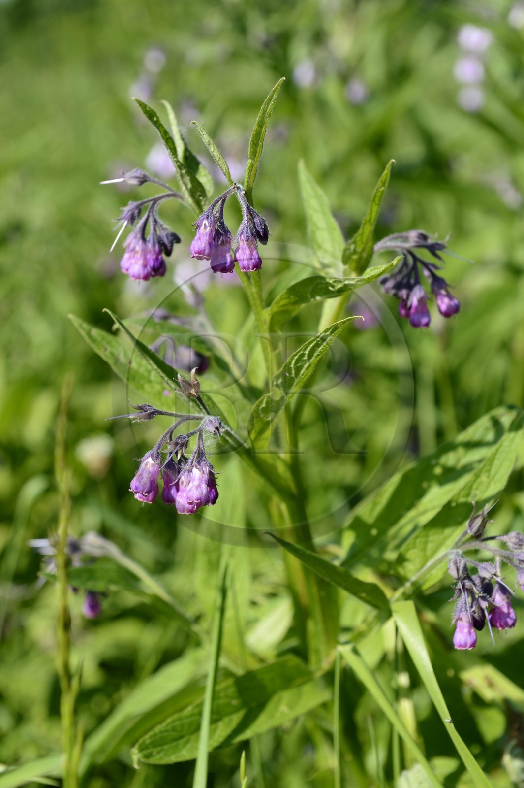 France, Bas-Rhin (67), le Grand Ried, Consoude officinale (Symphytum officinale) plante très présente dans la prairie humide