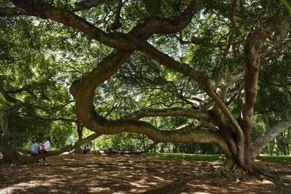 Sri Lanka, province du centre, Kandy, jardin botanique de Peradeniya, couples d'amoureux et ficus benjamina (moraceae)