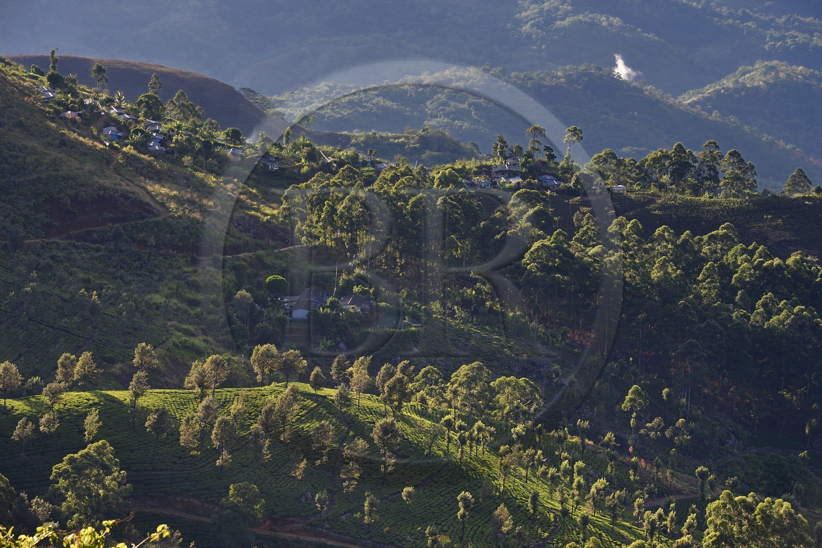 Sri Lanka, Province d'Uva, Haputale, plantation de thé et maisons des ouvriers de ces plantations sur les collinnes au sud