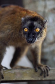 France, Ile de Mayotte, Grande-Terre, Kani-Keli, le Jardin Maoré à la plage de N’Gouja, Lémur fauve (Eulemur fulvus mayottensis) appelé aussi maki