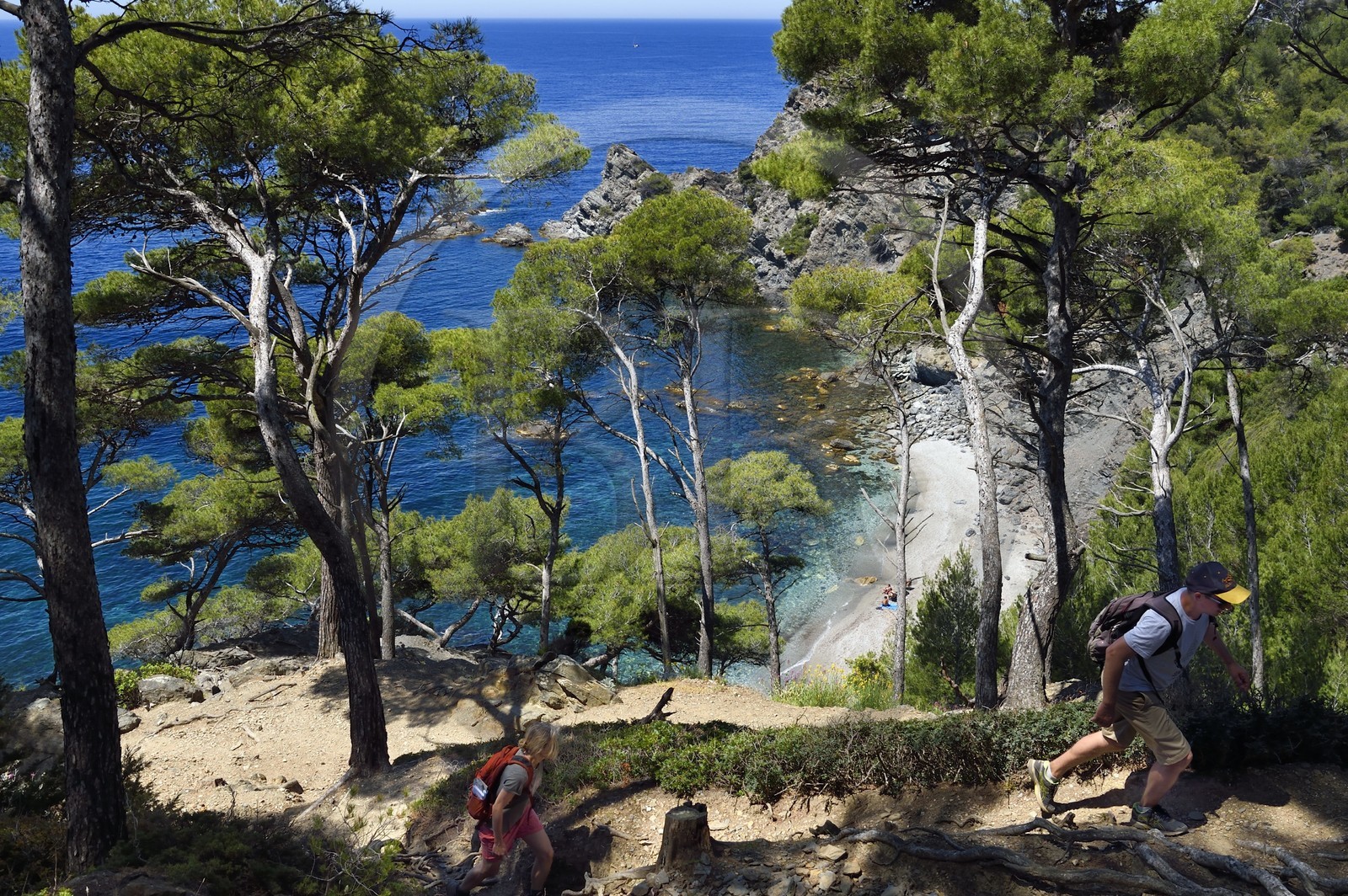 France, Var, Six Fours les Plages, hike in the Cap Sicie massif, Mont Salva beach towards Le Brusc