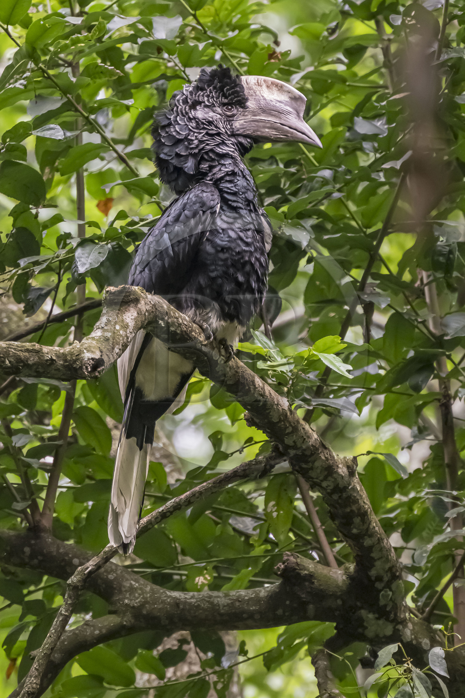 Rwanda, Province de l’Ouest, Nyakabuye, Parc national de Nyungwe, forêt tropicale humide naturelle de Cyamudongo, Calao à joues grises (Bycanistes subcylindricus)