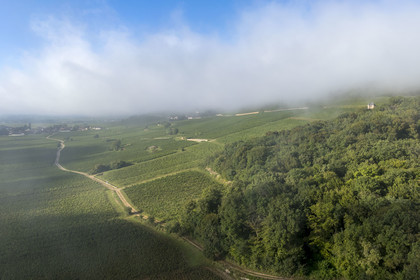 France, Côte-d'Or (21), Paysage culturel des climats de Bourgogne classés Patrimoine Mondial de l'UNESCO, Route des Grands Crus, vignoble de la Côte de Nuits à Gevrey-Chambertin sous les brumes du petit matin