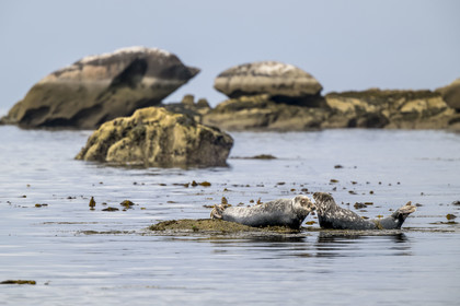 France, Finistère, Penmarch, Étocs archipelago, gray seal (halichoerus grypus)