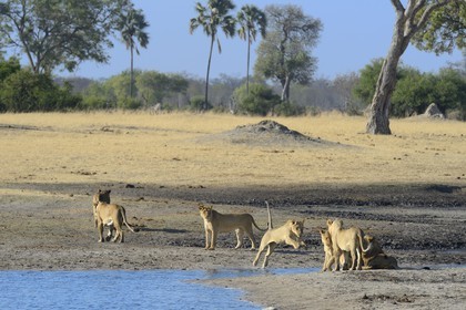 Zimbabwe, province de Matabeleland septentrional, parc national Hwange, groupe de lions (Panthera leo) autour d'un point d'eau